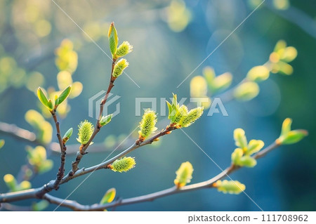 Flowering willow branches in spring 111708962