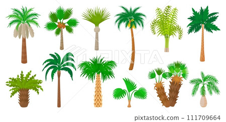Palm tree clipart. Cartoon palms with leaves, fruits and coconuts. Isolated flat exotic nature elements, neoteric vector beach trees collection 111709664