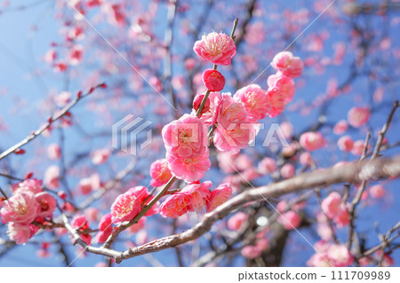 Plum blossom  111709989