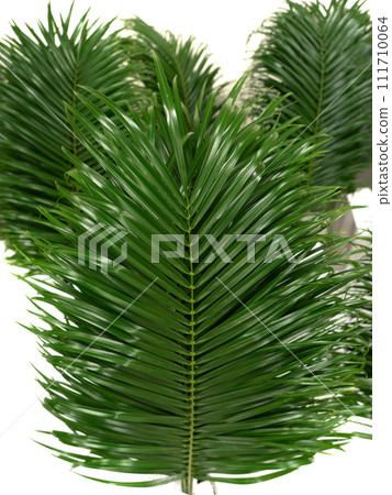 Phoenix Roberenny Phoenix Roberenny 111710064