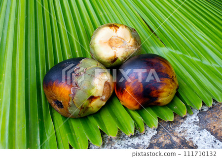 Toddy palm fruit or palmyra palm Toddy palm fruit or palmyra palm 111710132