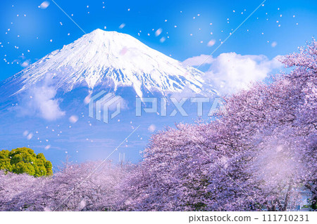 [Sakura blizzard material] Sakura blizzard of Juni River and Ryugabuchi in Fuji City, Shizuoka Prefecture [Shizuoka Prefecture] 111710231