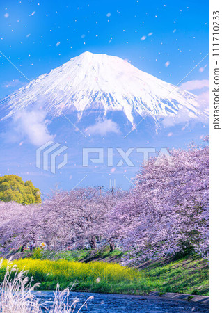 [Sakura blizzard material] Sakura blizzard of Juni River and Ryugabuchi in Fuji City, Shizuoka Prefecture [Shizuoka Prefecture] 111710233