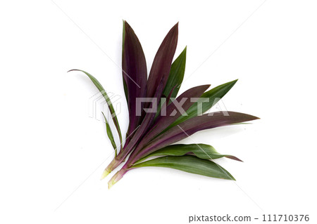 Boat lily, Moses-In-The-Boat , Rheo, Oyster plant. Boat lily, Moses-In-The-Boat , Rheo, Oyster plant. 111710376