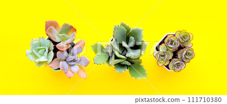 Succulent plant in a pot on yellow background. 111710380
