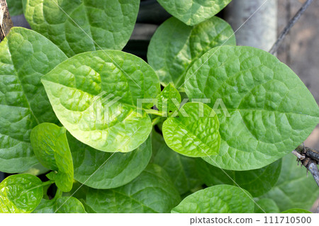 Ceylon spinach or basella rubra linn Ceylon spinach or basella rubra linn 111710500