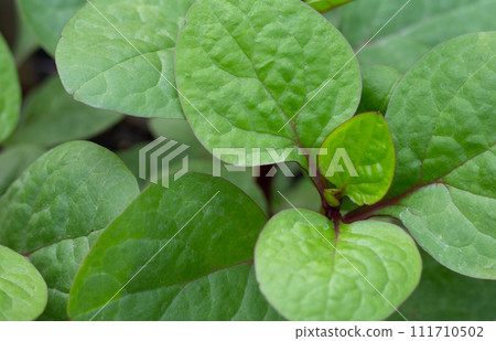 Ceylon spinach or basella rubra linn Ceylon spinach or basella rubra linn 111710502
