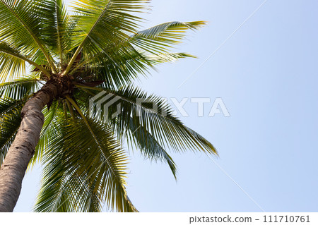 Coconut palm tree with blue sky Coconut palm tree with blue sky 111710761