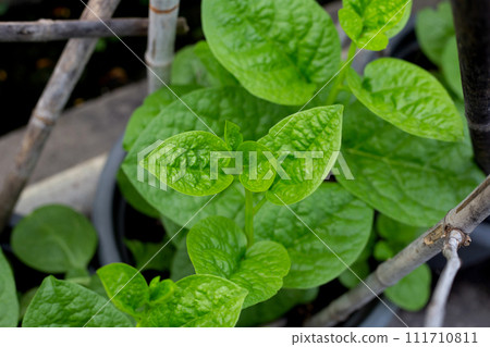 Ceylon spinach or basella rubra linn Ceylon spinach or basella rubra linn 111710811