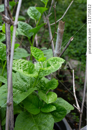Ceylon spinach or basella rubra linn Ceylon spinach or basella rubra linn 111710812