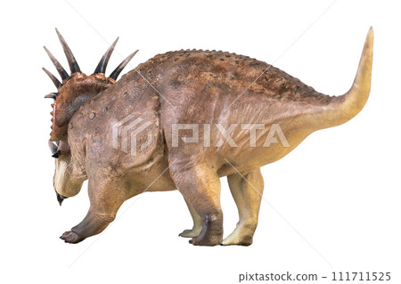 Styracosaurus dinosaur on isolated background Styracosaurus dinosaur on isolated background 111711525