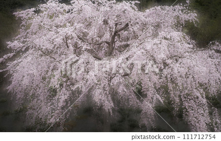 早晨霧櫻花 111712754