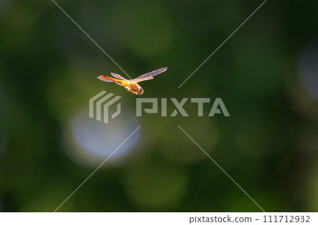 Usubaki dragonfly also called spirit dragonfly or bon dragonfly 111712932