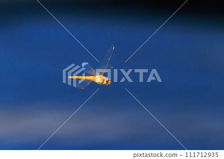 Usubaki dragonfly also called spirit dragonfly or bon dragonfly Usubaki dragonfly also called spirit dragonfly or bon dragonfly 111712935