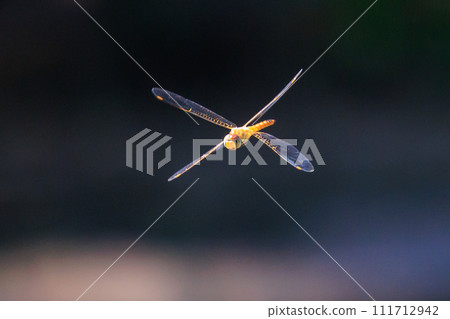 Usubaki dragonfly also called spirit dragonfly or bon dragonfly Usubaki dragonfly also called spirit dragonfly or bon dragonfly 111712942