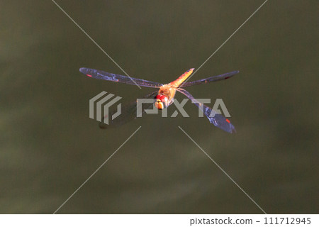 Usubaki dragonfly also called spirit dragonfly or bon dragonfly Usubaki dragonfly also called spirit dragonfly or bon dragonfly 111712945