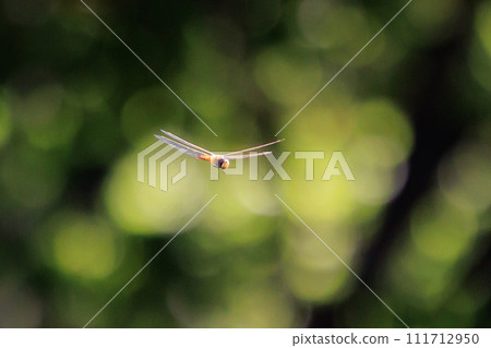 臼杵蜻蜓也稱為精神蜻蜓或邦蜻蜓 111712950