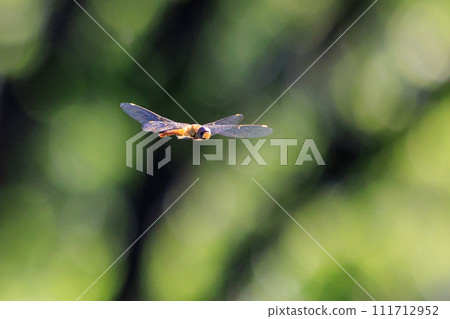 Usubaki dragonfly also called spirit dragonfly or bon dragonfly Usubaki dragonfly also called spirit dragonfly or bon dragonfly 111712952