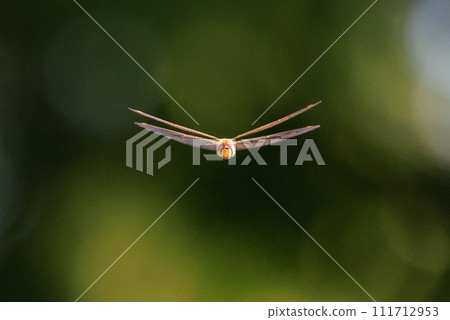 臼杵蜻蜓也稱為精神蜻蜓或邦蜻蜓 臼杵蜻蜓也稱為精神蜻蜓或邦蜻蜓 111712953