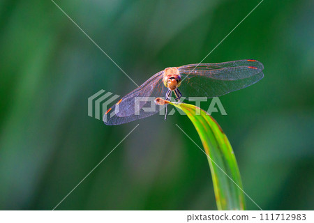臼杵蜻蜓也稱為精神蜻蜓或邦蜻蜓 111712983