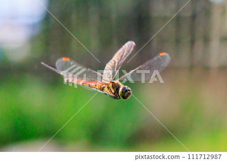 Usubaki dragonfly also called spirit dragonfly or bon dragonfly Usubaki dragonfly also called spirit dragonfly or bon dragonfly 111712987