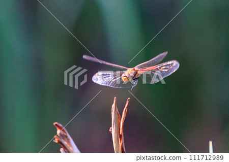 Usubaki dragonfly also called spirit dragonfly or bon dragonfly Usubaki dragonfly also called spirit dragonfly or bon dragonfly 111712989