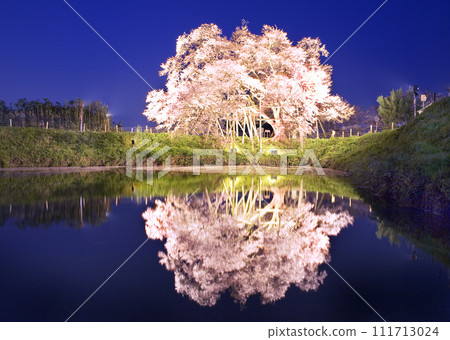 Illuminated single cherry tree-2 111713024