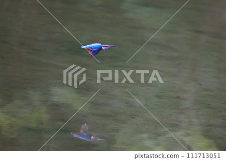 一種流行的天藍色翠鳥潛入水中捕魚 111713051