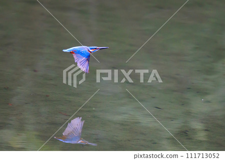 一種流行的天藍色翠鳥潛入水中捕魚 一種流行的天藍色翠鳥潛入水中捕魚 111713052