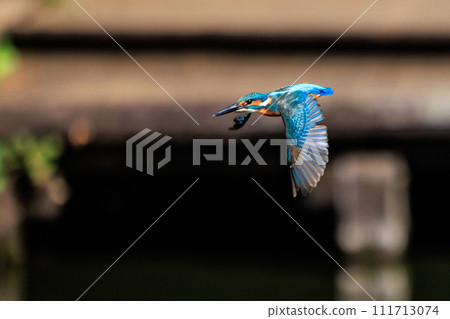 A popular azure-colored kingfisher diving into the water to catch fish 111713074