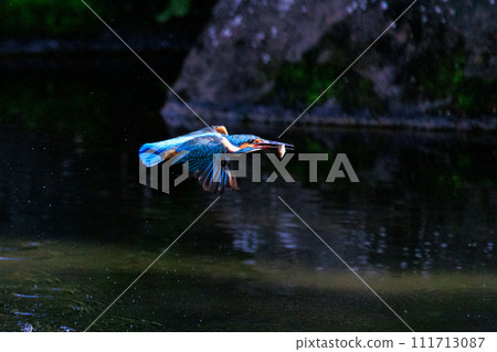 一種流行的天藍色翠鳥潛入水中捕魚 111713087