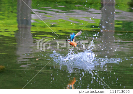 一種流行的天藍色翠鳥潛入水中捕魚 111713095
