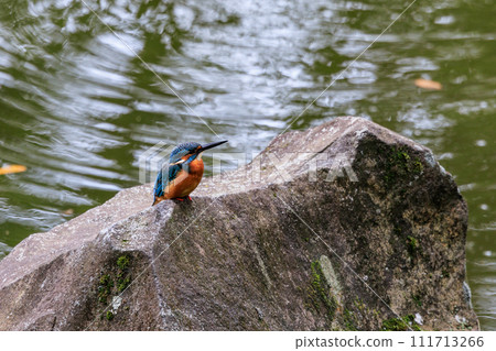 Ruri-colored popular kingfisher 111713266