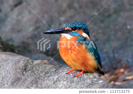 Ruri-colored popular kingfisher 111713275