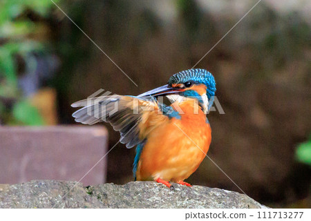 Ruri-colored popular kingfisher Ruri-colored popular kingfisher 111713277