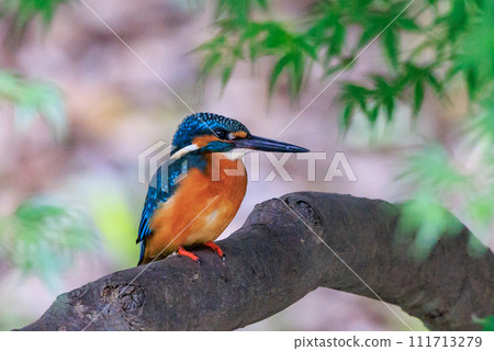 Ruri-colored popular kingfisher 111713279