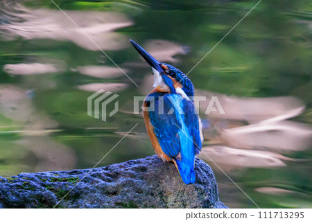 琉璃色的流行翠鳥 琉璃色的流行翠鳥 111713295