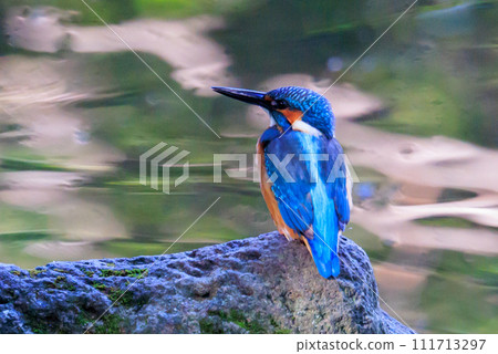 Ruri-colored popular kingfisher Ruri-colored popular kingfisher 111713297