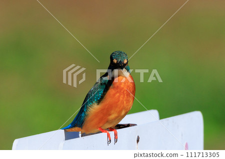 Ruri-colored popular kingfisher Ruri-colored popular kingfisher 111713305
