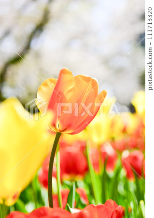 Bright orange, yellow and red colorful tulips blooming against a backdrop of cherry blossoms 111713320