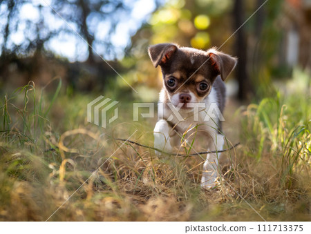 The soft golden tones of the grass complement the playful nature of a small Chihuahua puppy in a rustic setting. 111713375