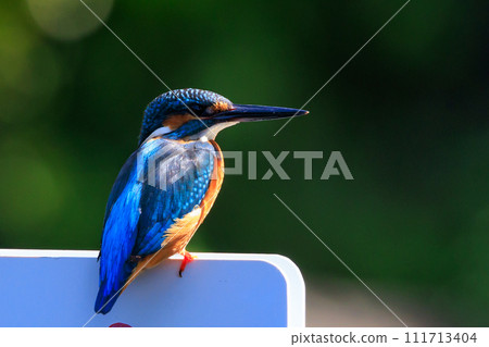 Ruri-colored popular kingfisher 111713404