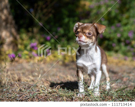 A tiny Chihuahua puppy gazes thoughtfully into the distance, standing in a garden with blurred purple flowers in the background 111713414