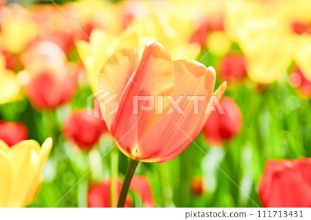 Colorful tulips in bright orange, yellow and red 111713431