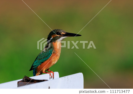 Ruri-colored popular kingfisher Ruri-colored popular kingfisher 111713477