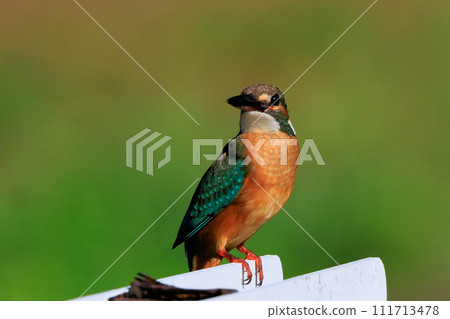 Ruri-colored popular kingfisher Ruri-colored popular kingfisher 111713478