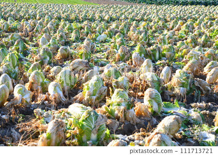 Peaceful winter farmland, Chinese cabbage harvest time, winter scenery, near Hanazono Interchange 111713721