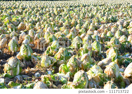 Peaceful winter farmland, Chinese cabbage harvest time, winter scenery, near Hanazono Interchange Peaceful winter farmland, Chinese cabbage harvest time, winter scenery, near Hanazono Interchange 111713722