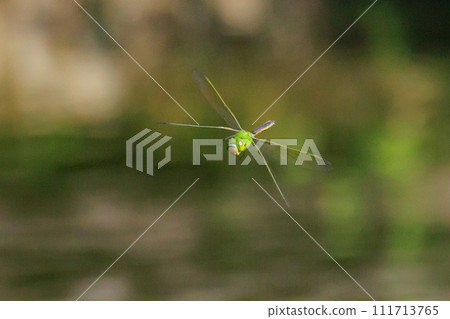 The fastest bug in the insect world that patrolls at high speed. 111713765