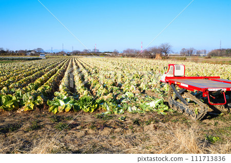 Peaceful winter farmland, Chinese cabbage harvest time, winter scenery, near Hanazono Interchange Peaceful winter farmland, Chinese cabbage harvest time, winter scenery, near Hanazono Interchange 111713836